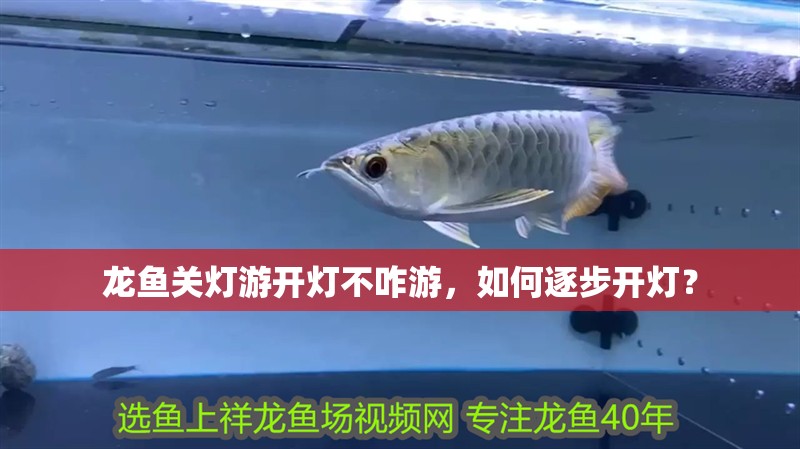 龍魚關燈游開燈不咋游，如何逐步開燈？
