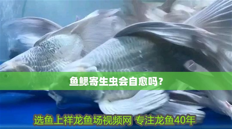 魚鰓寄生蟲會(huì)自愈嗎？ 魚鰓寄生蟲會(huì)自愈嗎？ 龍魚百科