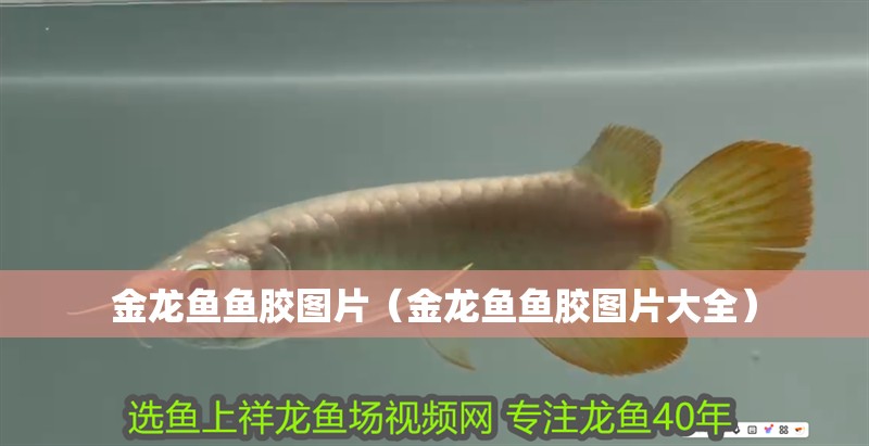 金龍魚魚膠圖片（金龍魚魚膠圖片大全）