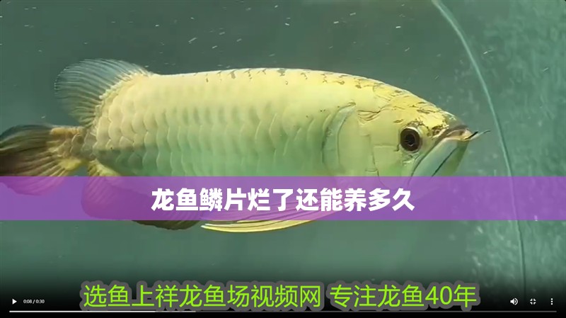 龍魚鱗片爛了還能養多久