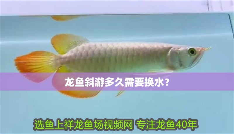 龍魚斜游多久需要換水？