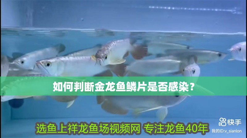 如何判斷金龍魚鱗片是否感染？