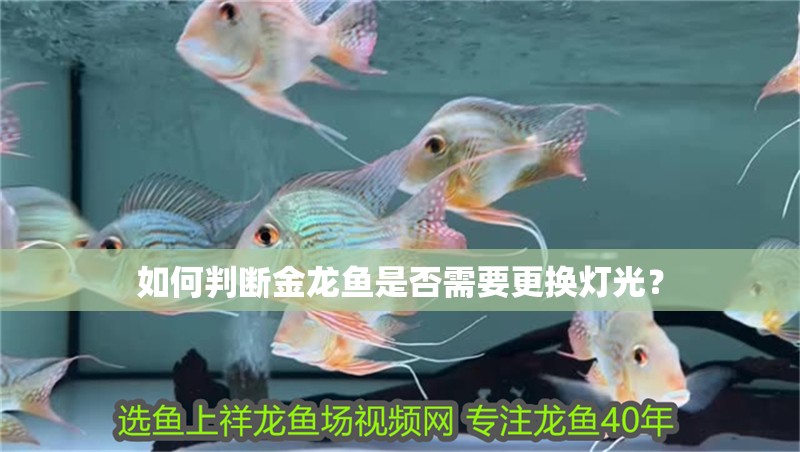 如何判斷金龍魚是否需要更換燈光？