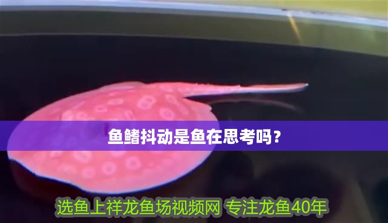 魚鰭抖動是魚在思考嗎？