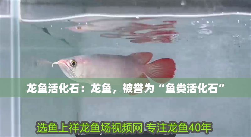 龍魚活化石：龍魚，被譽(yù)為“魚類活化石”