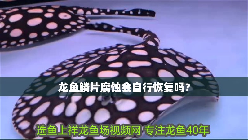 龍魚鱗片腐蝕會自行恢復(fù)嗎？