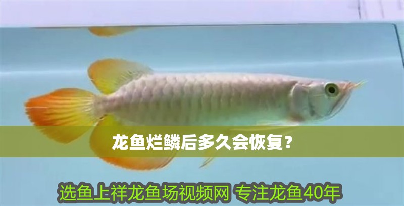 龍魚爛鱗后多久會恢復？