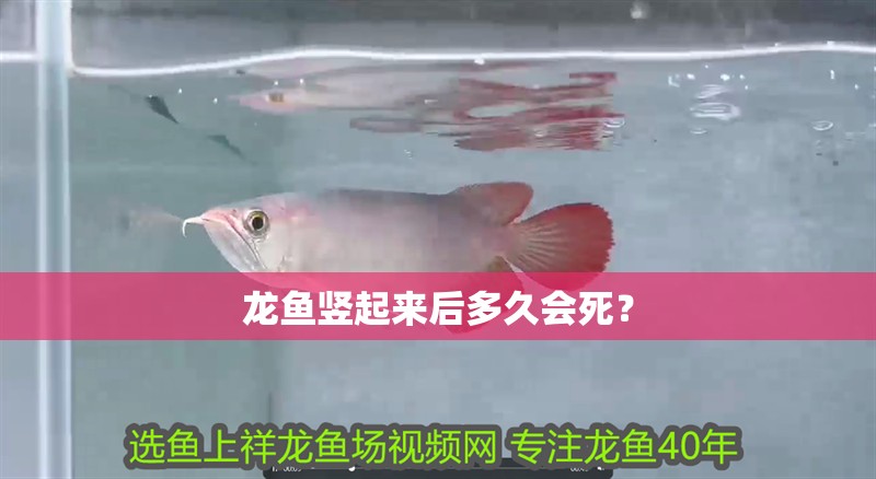 龍魚豎起來后多久會死？