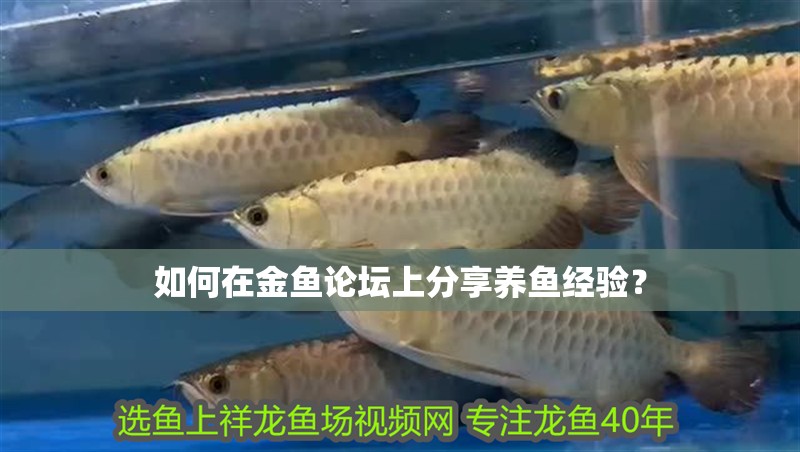 如何在金魚論壇上分享養(yǎng)魚經(jīng)驗(yàn)？