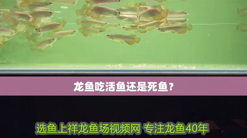 龍魚吃活魚還是死魚？