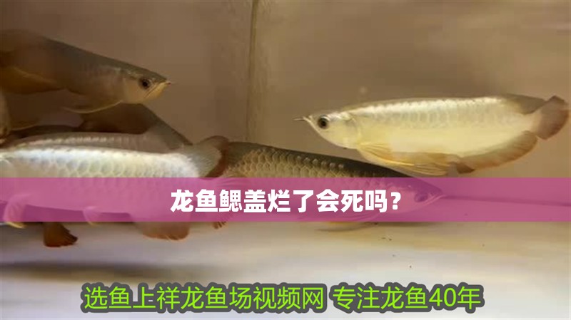 龍魚鰓蓋爛了會(huì)死嗎？