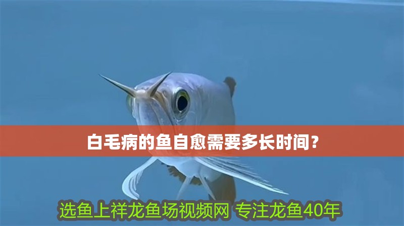 白毛病的魚自愈需要多長時間？