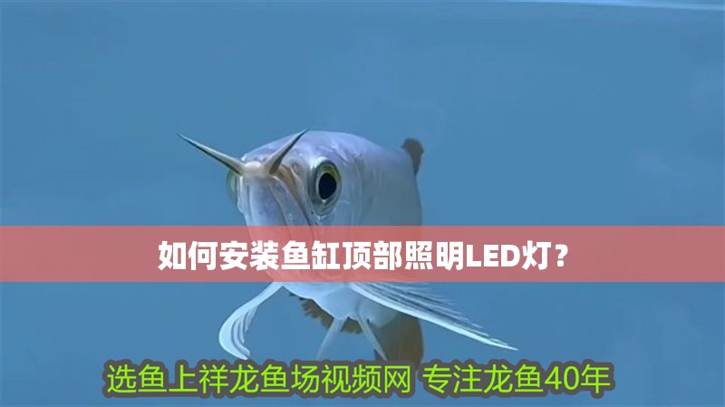 如何安裝魚(yú)缸頂部照明LED燈？