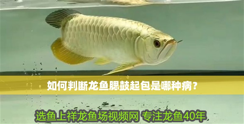 我的虎魚真菌感染了要怎么處理 如何判斷龍魚腮鼓起包是哪種病? 龍魚百科 如何判斷龍魚腮鼓起包是哪種病? 如何判斷龍魚腮鼓起包是哪種病? 龍魚百科