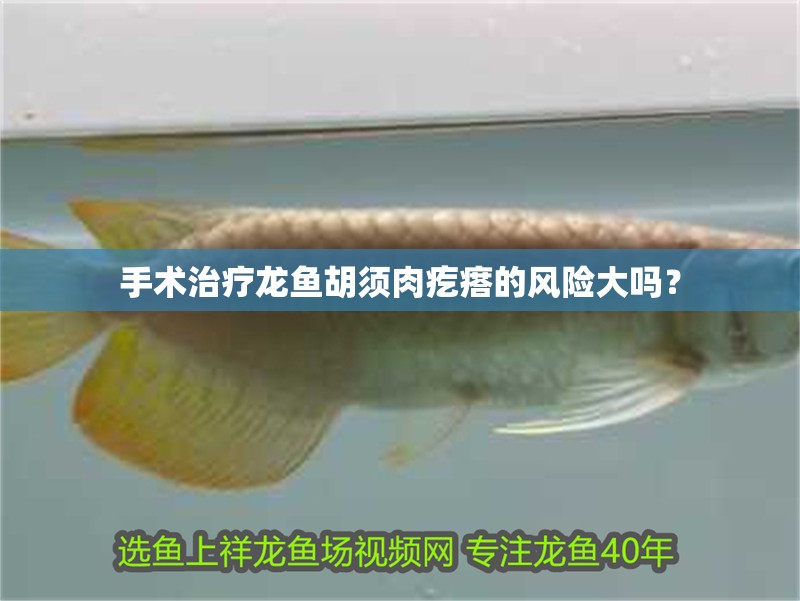 手術(shù)治療龍魚(yú)胡須肉疙瘩的風(fēng)險(xiǎn)大嗎？