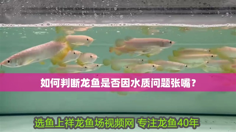 如何判斷龍魚是否因水質問題張嘴？