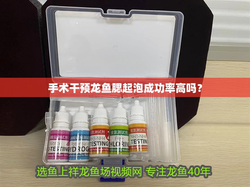 手術干預龍魚腮起泡成功率高嗎？