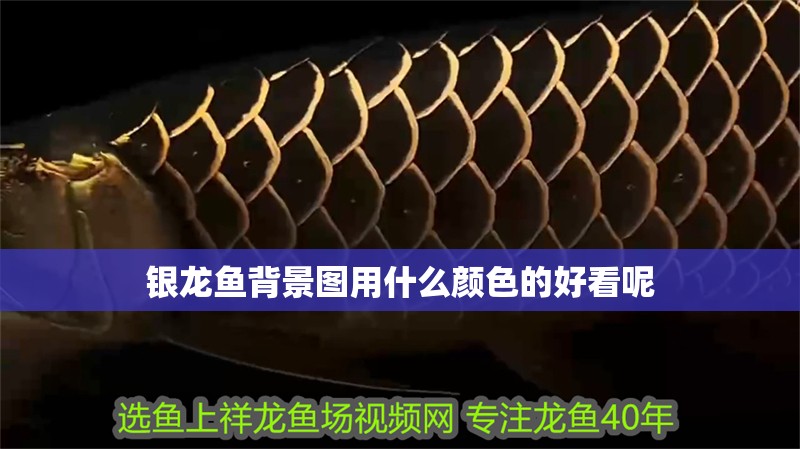 銀龍魚背景圖用什么顏色的好看呢