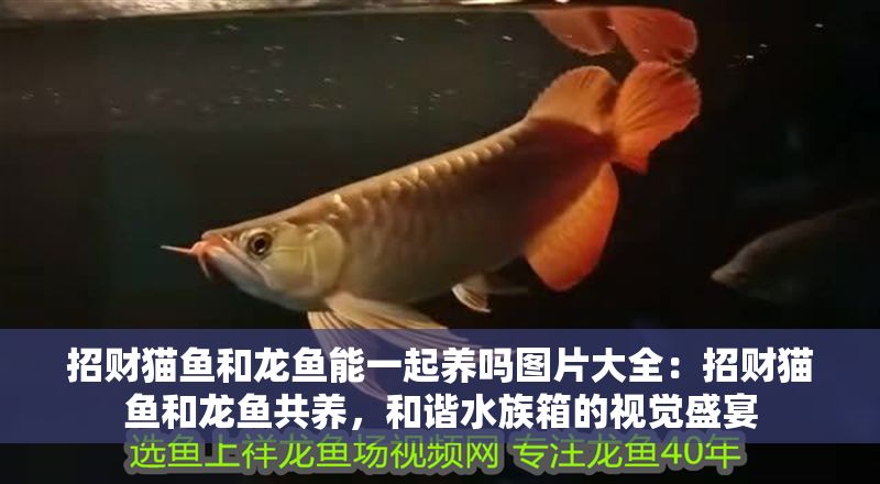 招財貓魚和龍魚能一起養嗎圖片大全：招財貓魚和龍魚共養，和諧水族箱的視覺盛宴