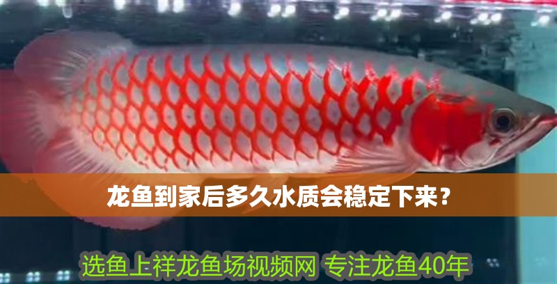 龍魚到家后多久水質會穩定下來？