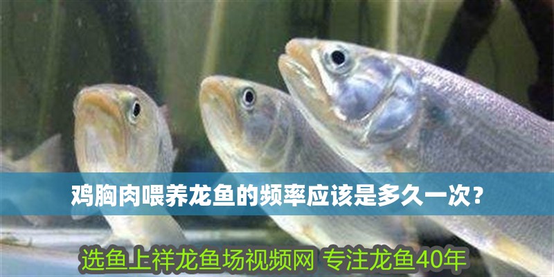 雞胸肉喂養(yǎng)龍魚(yú)的頻率應(yīng)該是多久一次？