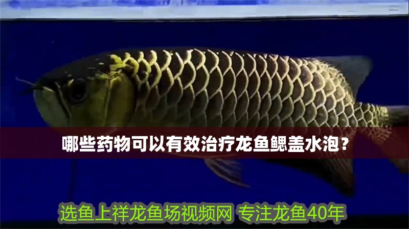 哪些藥物可以有效治療龍魚鰓蓋水泡？