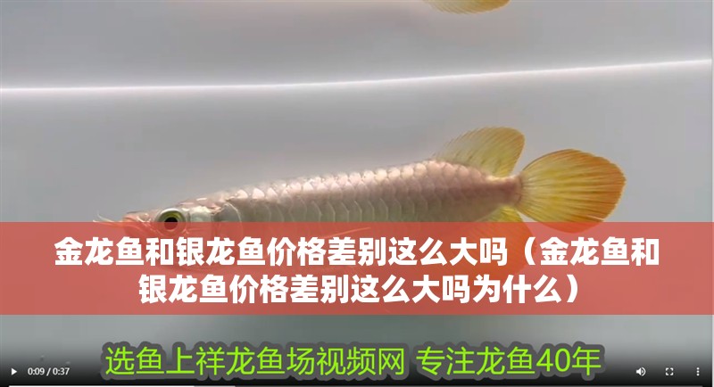 金龍魚和銀龍魚價格差別這么大嗎（金龍魚和銀龍魚價格差別這么大嗎為什么）