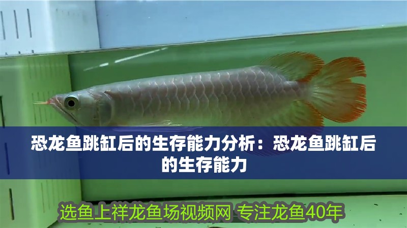 恐龍魚跳缸后的生存能力分析：恐龍魚跳缸后的生存能力