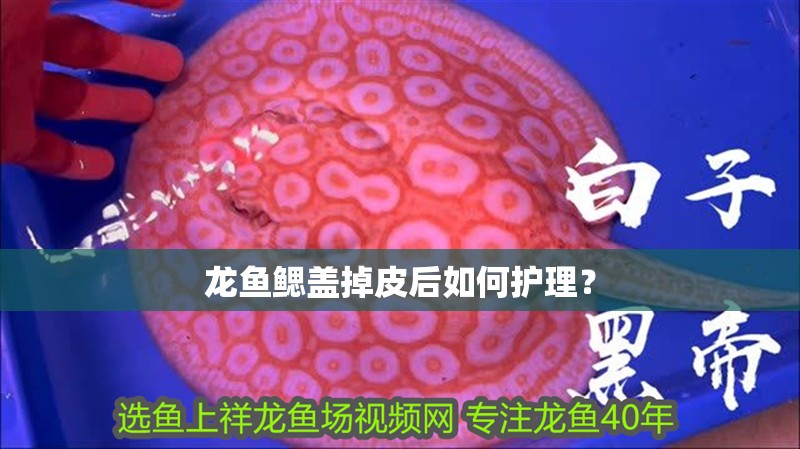 龍魚鰓蓋掉皮后如何護理？