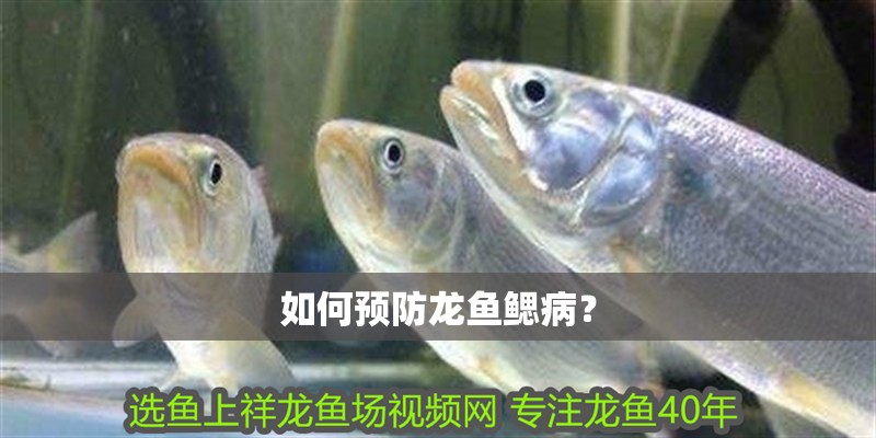 如何預防龍魚鰓病？