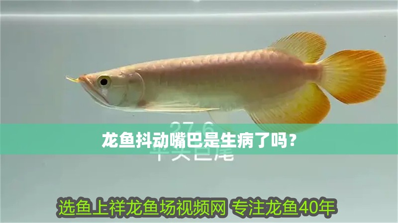 龍魚抖動嘴巴是生病了嗎？