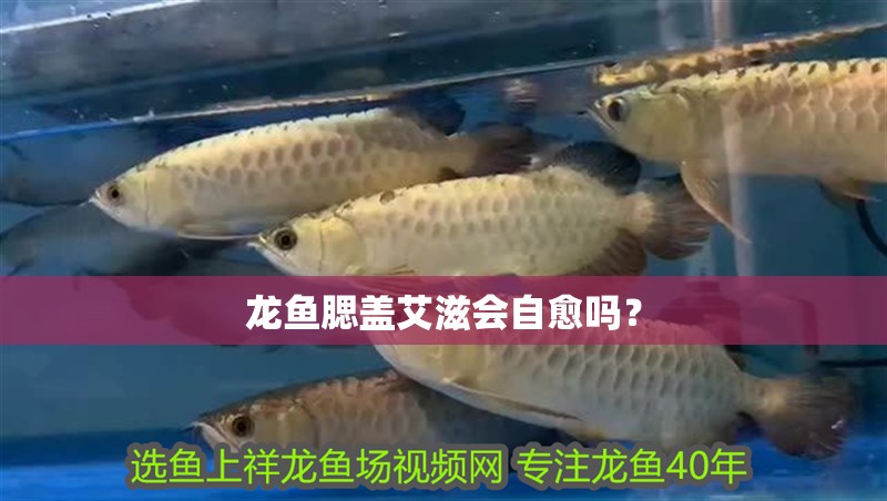 魚缸用增氧泵價格是多少:魚缸增氧機-xtrac增氧機-xtrac增氧機 龍魚腮蓋艾滋會自愈嗎? 龍魚百科 龍魚腮蓋艾滋會自愈嗎? 龍魚腮蓋艾滋會自愈嗎? 龍魚百科