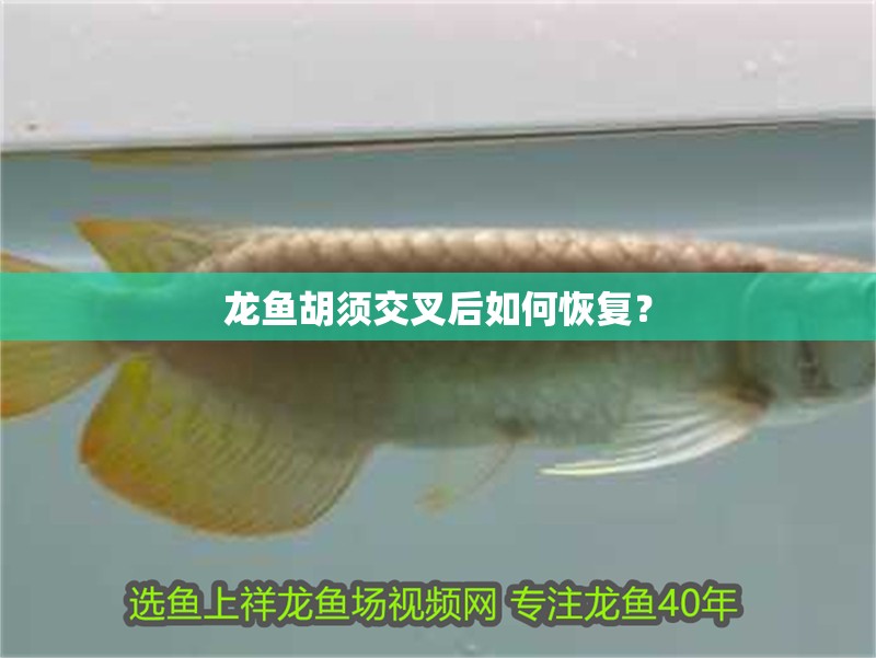 龍魚胡須交叉后如何恢復？