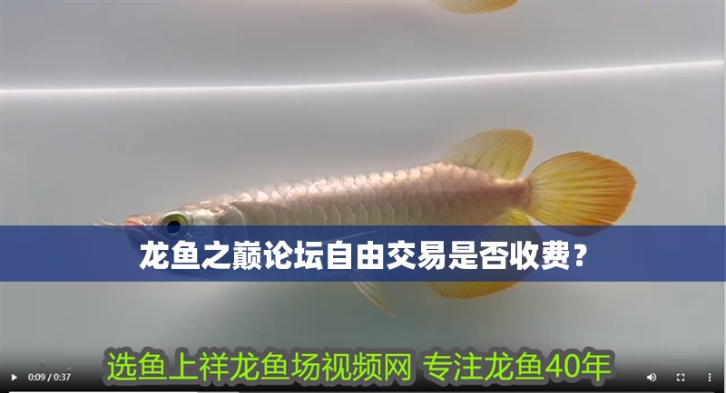 龍魚之巔論壇自由交易是否收費？