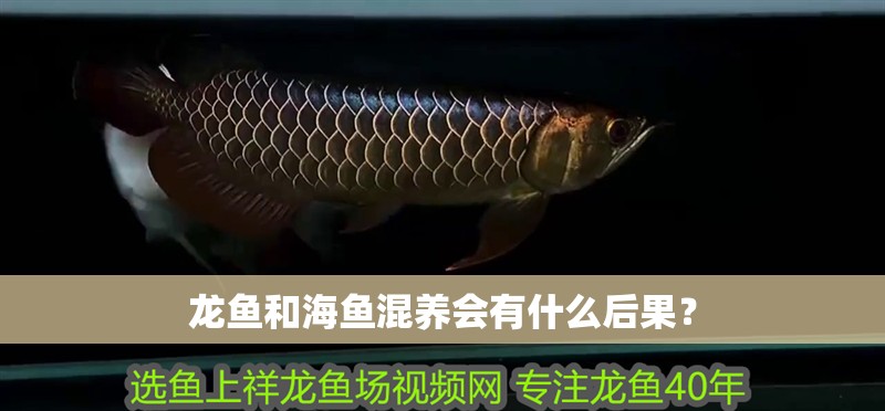龍魚和海魚混養會有什么后果？