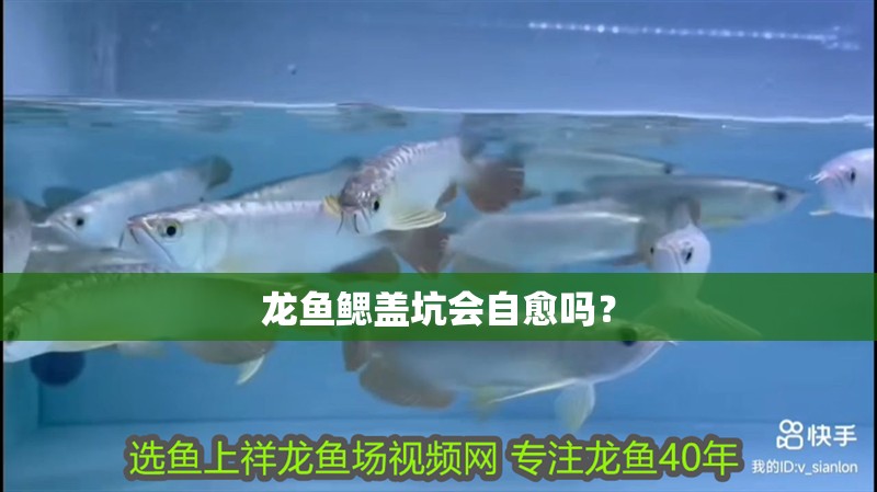 龍魚鰓蓋坑會自愈嗎？