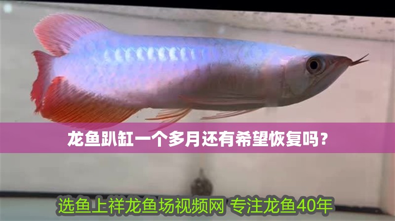 龍魚趴缸一個多月還有希望恢復嗎？