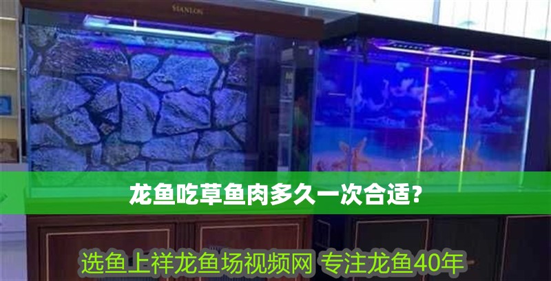 龍魚吃草魚肉多久一次合適？