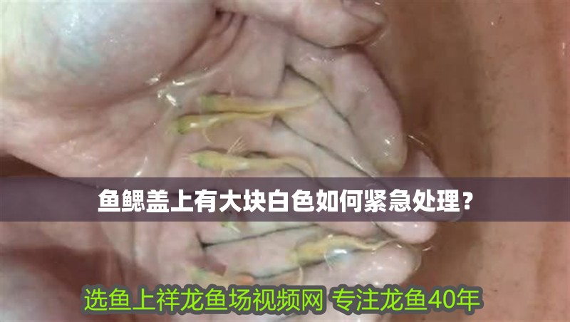 魚鰓蓋上有大塊白色如何緊急處理？