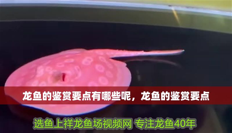 龍魚的鑒賞要點(diǎn)有哪些呢，龍魚的鑒賞要點(diǎn)