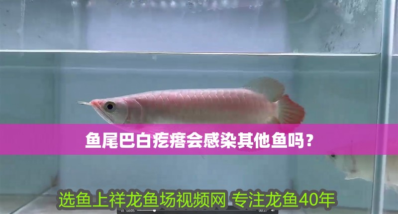 魚尾巴白疙瘩會感染其他魚嗎？