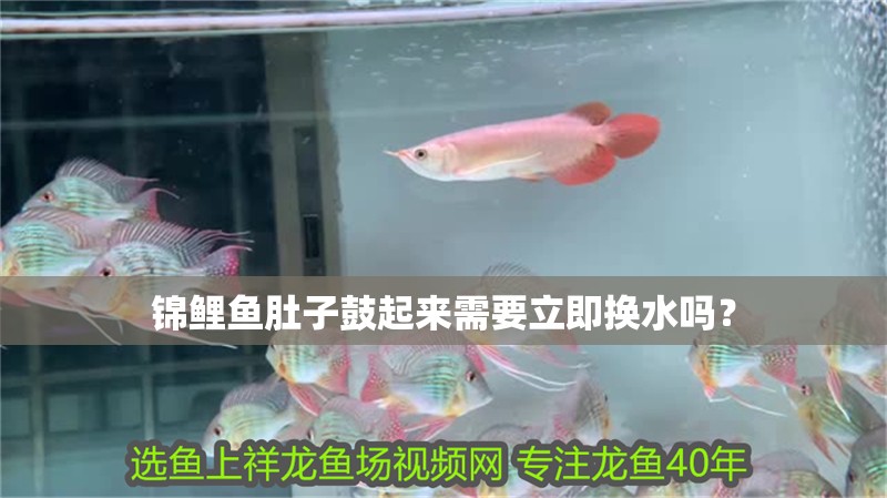 錦鯉魚肚子鼓起來需要立即換水嗎？