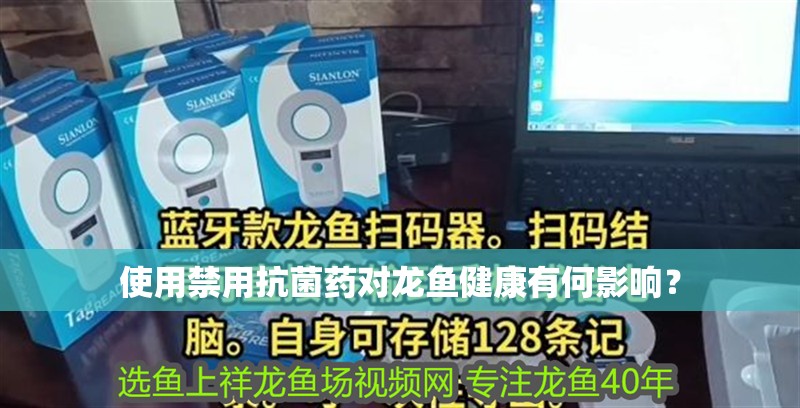 使用禁用抗菌藥對龍魚健康有何影響？