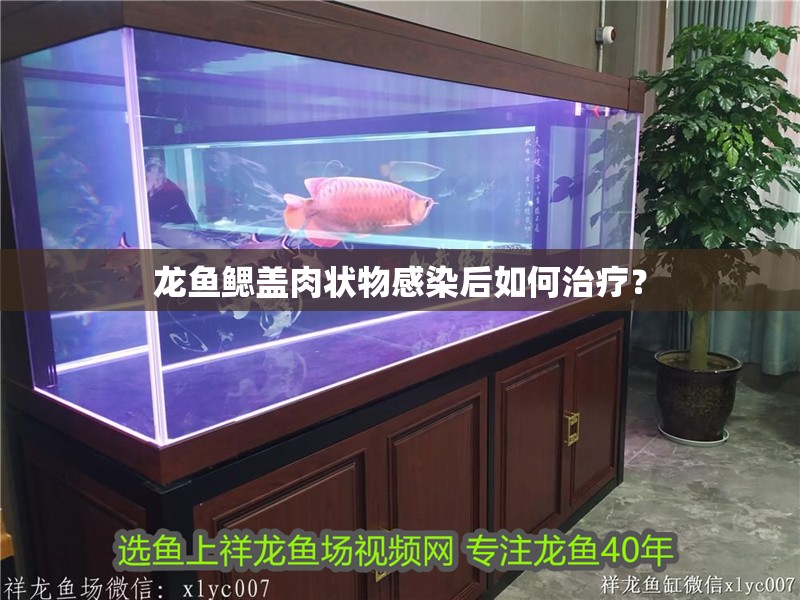 龍魚鰓蓋肉狀物感染后如何治療？