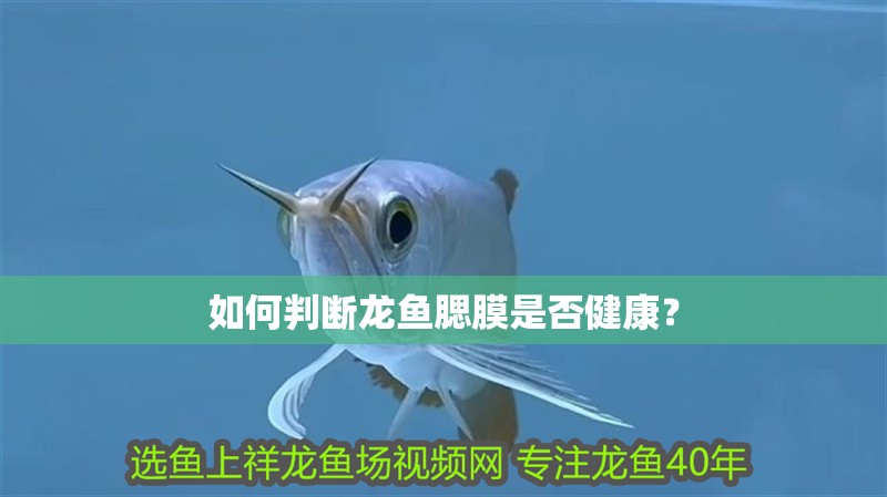 如何判斷龍魚腮膜是否健康？