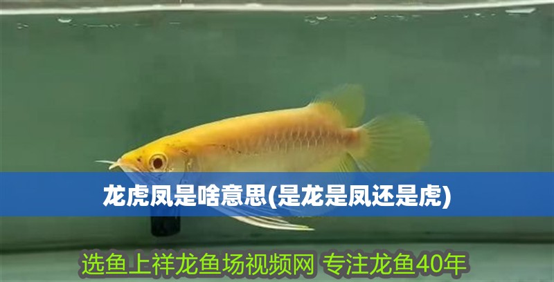 龍虎鳳是啥意思(是龍是鳳還是虎)