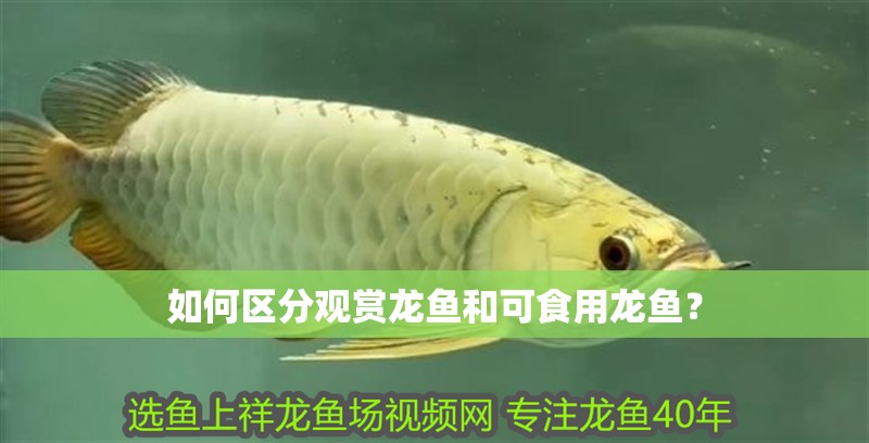 如何區(qū)分觀賞龍魚和可食用龍魚？