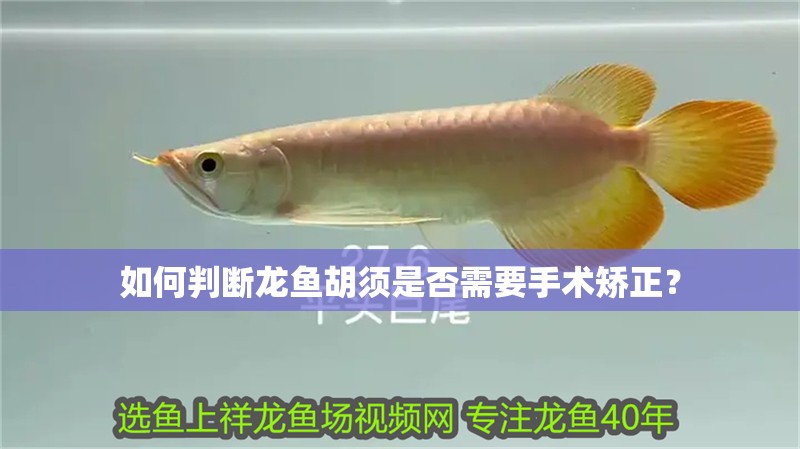 如何判斷龍魚胡須是否需要手術矯正？