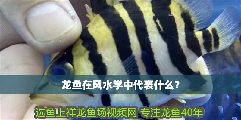 龍魚在風水學中代表什么？