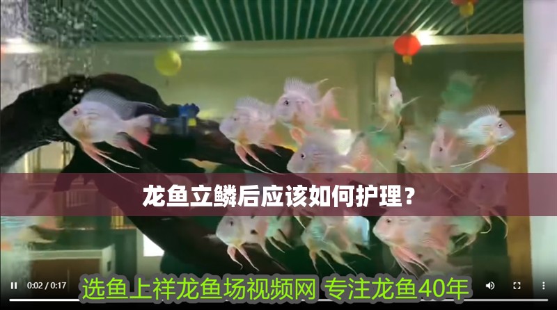 龍魚立鱗后應該如何護理？